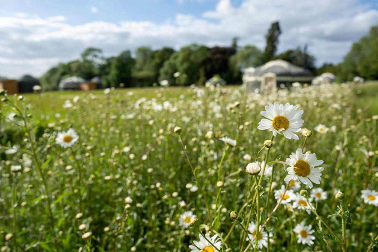 Wild Meadow, Lodge Farm, East Raynham Fakenham Exterior foto